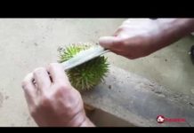 4 awesome fruits in Sabah you probably never heard of