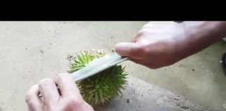 4 awesome fruits in Sabah you probably never heard of