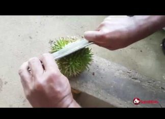 4 awesome fruits in Sabah you probably never heard of