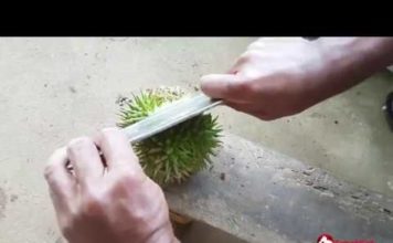 4 awesome fruits in Sabah you probably never heard of