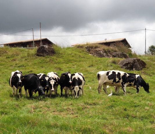 Desa Cattle Farm