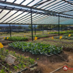 Green-OS Organic Farm – Organic vegetables from farm to table in Kota Kinabalu