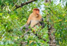 Enjoy All-Year Round Summer in Borneo with Hilton Kota Kinabalu