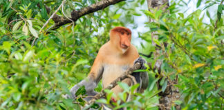 Enjoy All-Year Round Summer in Borneo with Hilton Kota Kinabalu