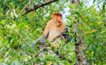 Enjoy All-Year Round Summer in Borneo with Hilton Kota Kinabalu