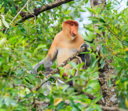 Enjoy All-Year Round Summer in Borneo with Hilton Kota Kinabalu