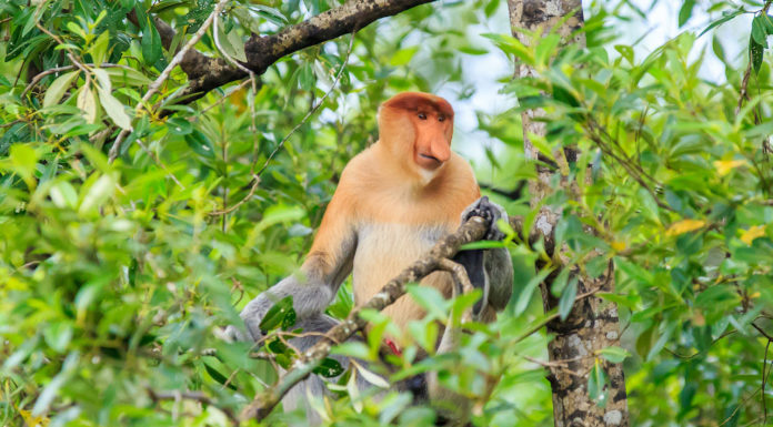 Enjoy All-Year Round Summer in Borneo with Hilton Kota Kinabalu